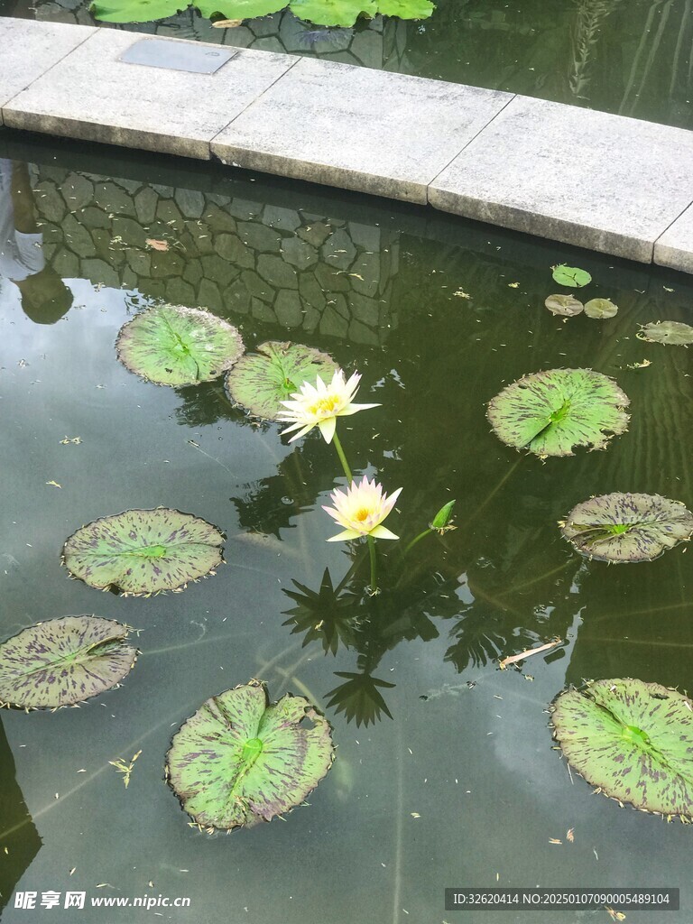 荷花 荷叶