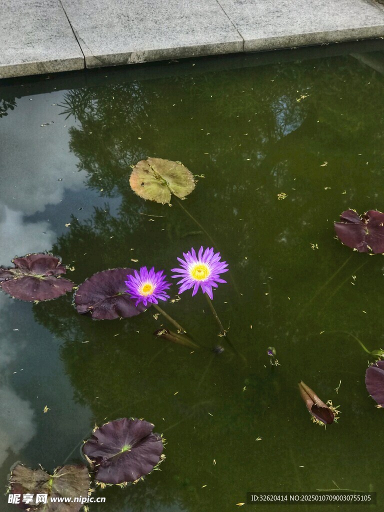 荷花 荷叶