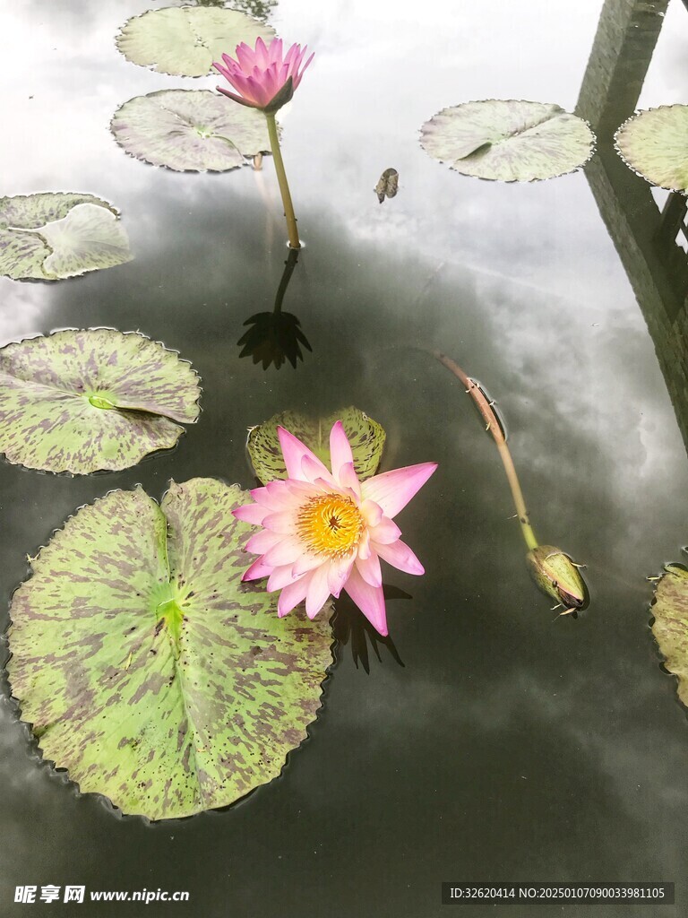 荷花 荷叶