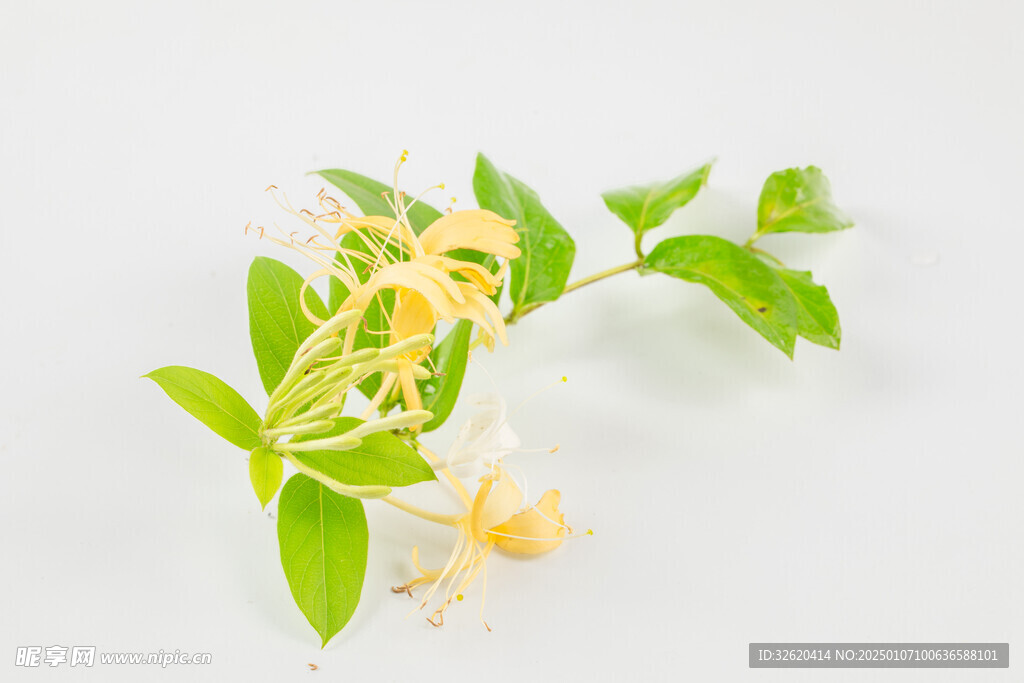 金银花