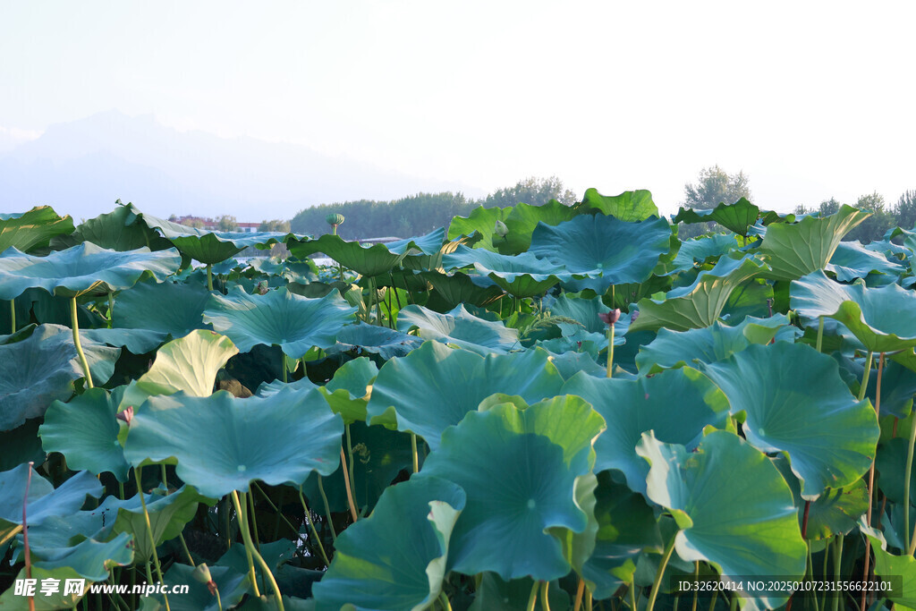 荷花 荷叶