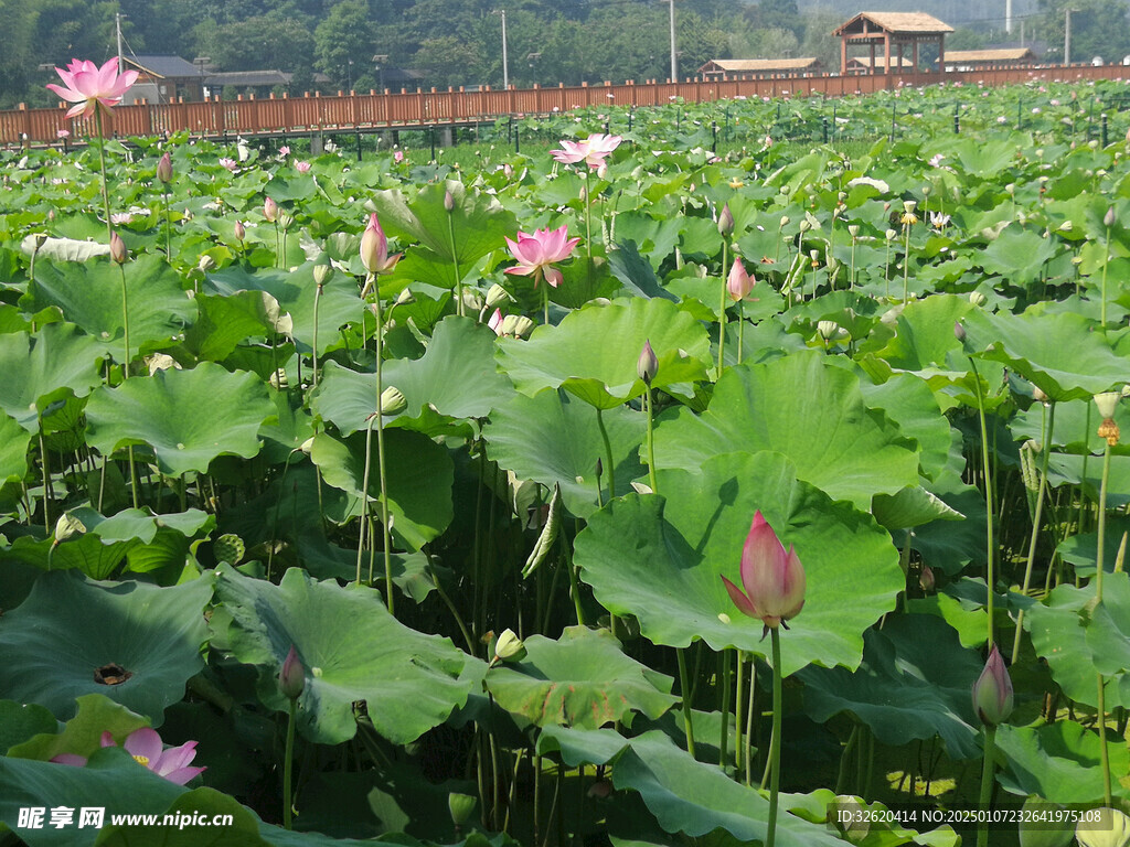 荷花 荷叶