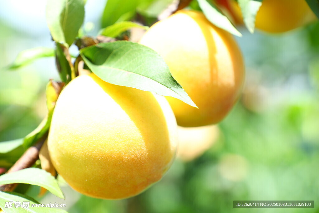 桃子 黄桃