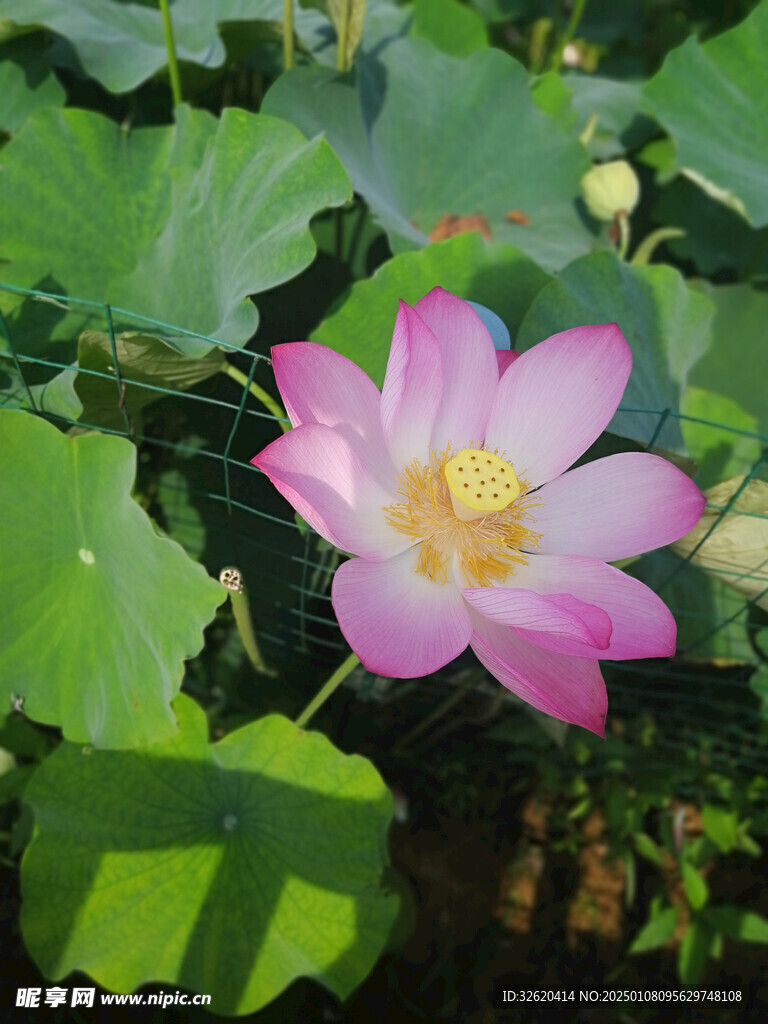荷花 荷叶