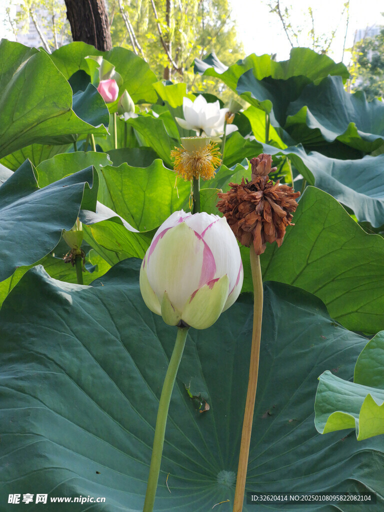 荷花 荷叶