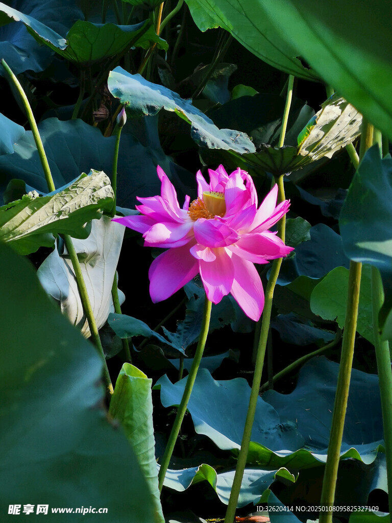 荷花 荷叶