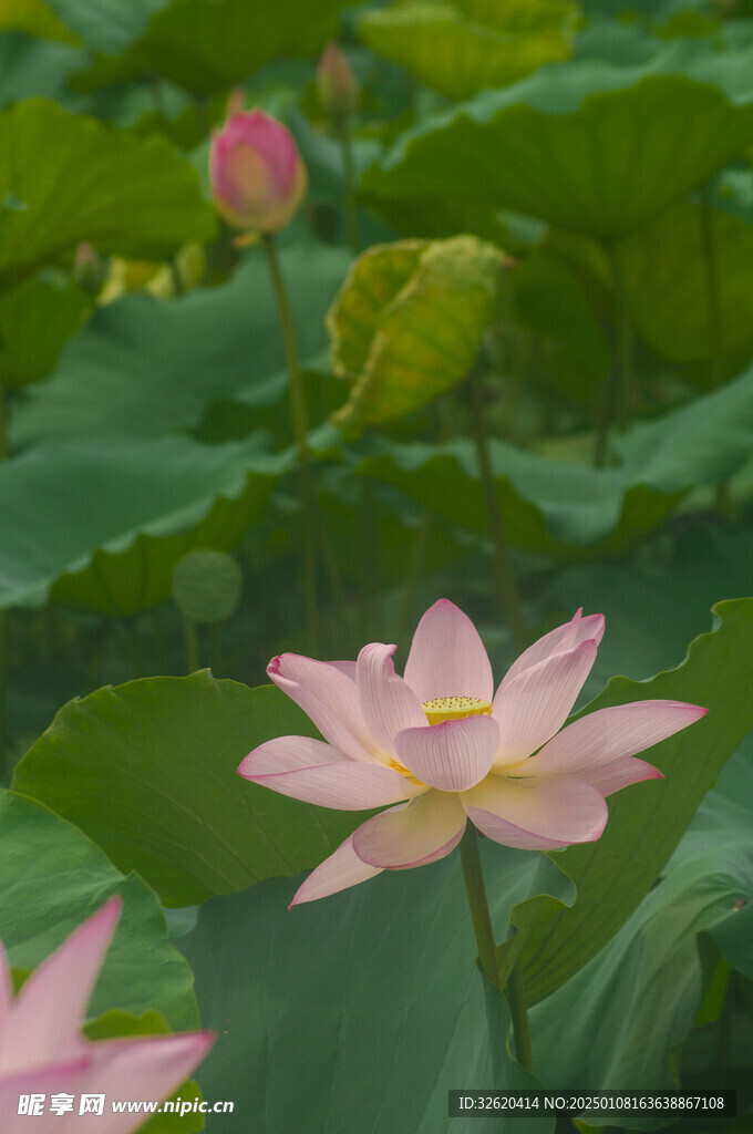 荷花 荷叶