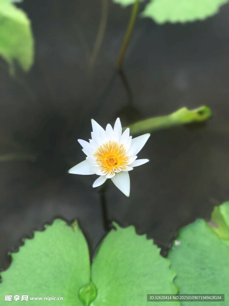 荷花 荷叶