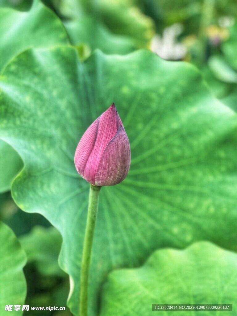 荷花 荷叶