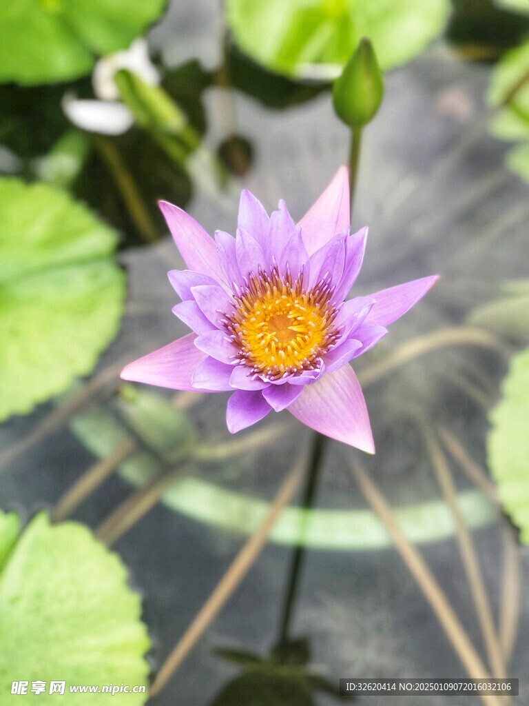 荷花 荷叶