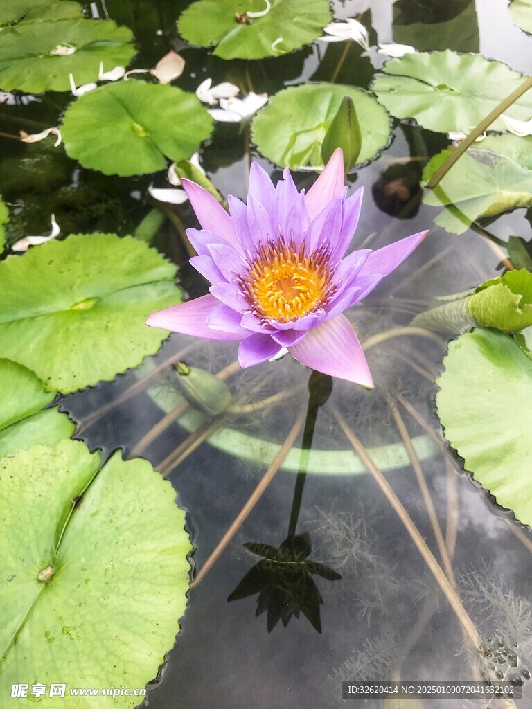 荷花 荷叶