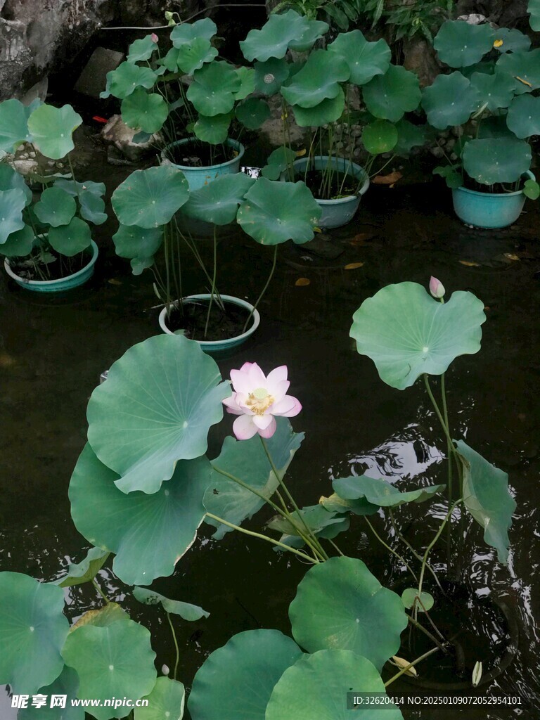 荷花 荷叶