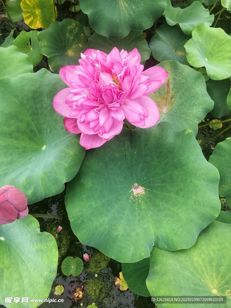 荷花 荷叶
