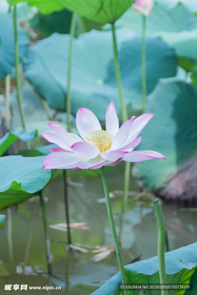 荷花 荷叶