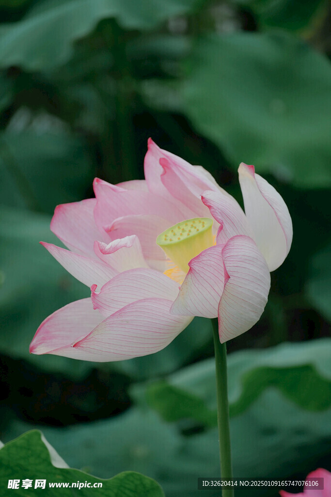 荷花 荷叶
