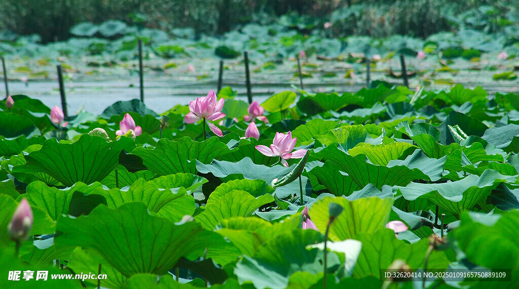 荷花 荷叶