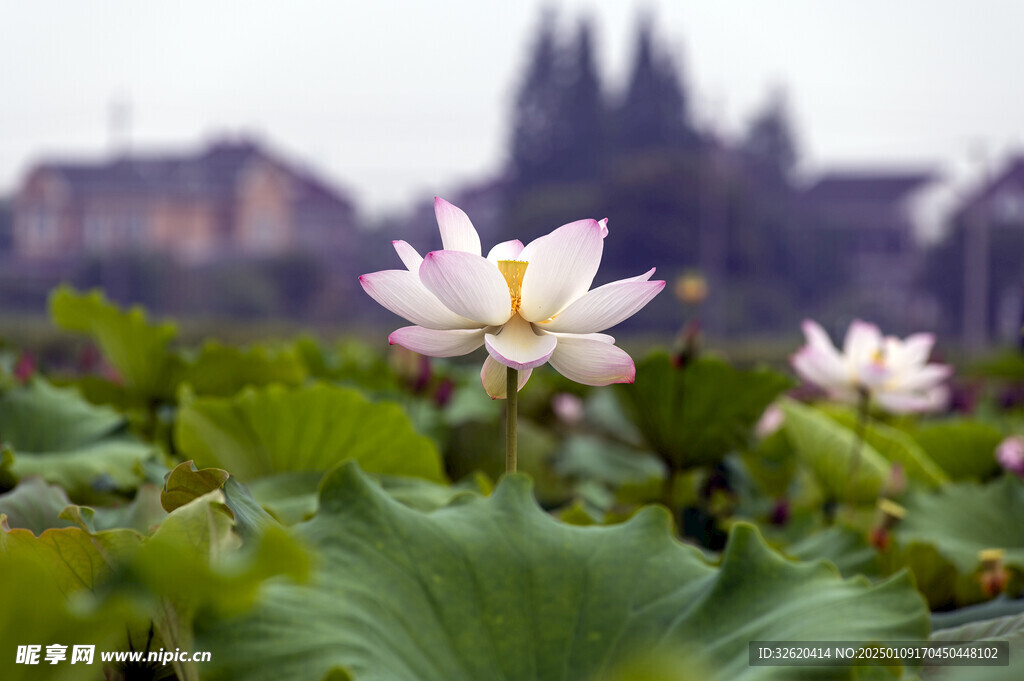 荷花 荷叶