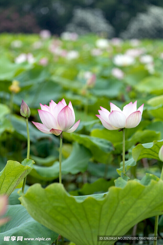 荷花 荷叶