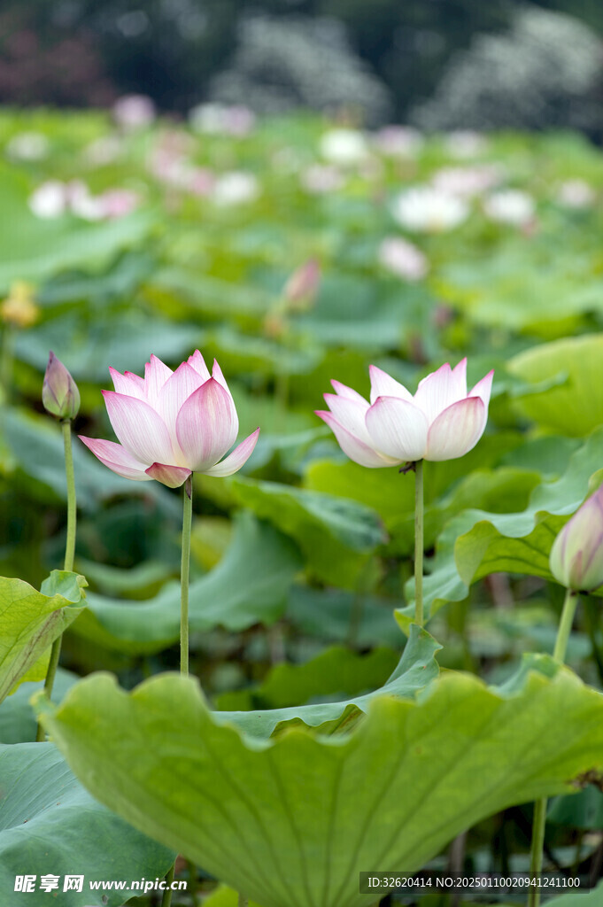 荷花 荷叶
