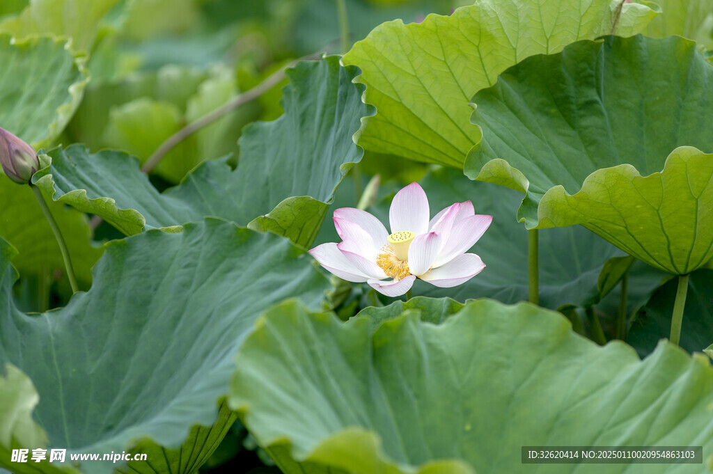 荷花 荷叶