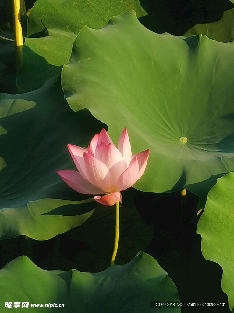 荷花 荷叶