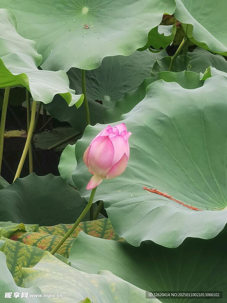 荷花 荷叶