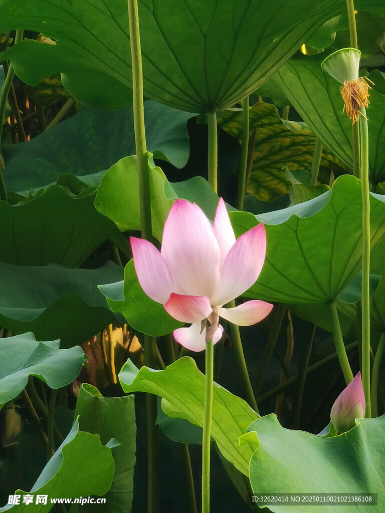 荷花 荷叶