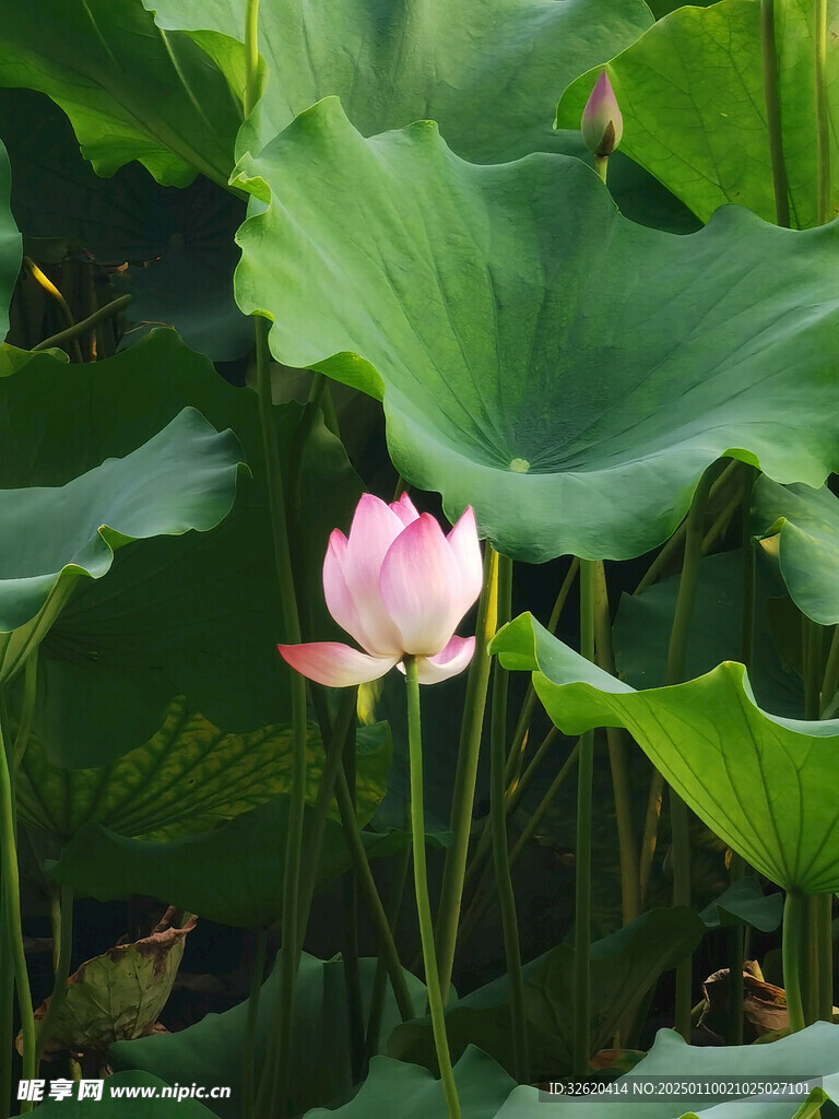 荷花 荷叶