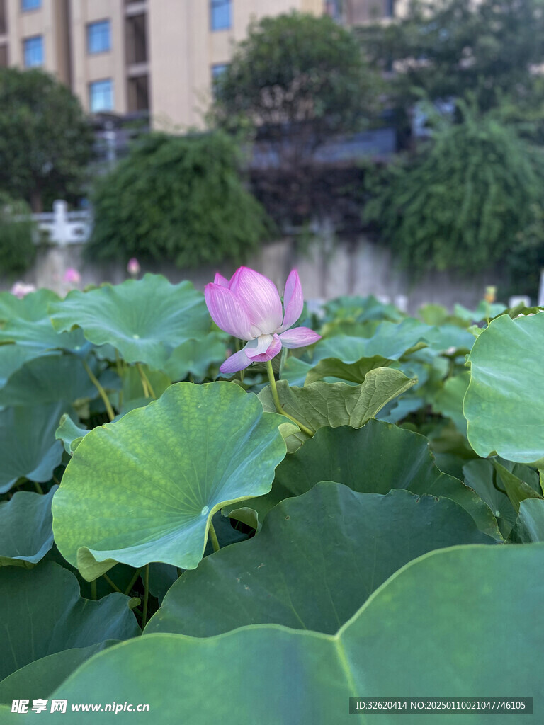 荷花 荷叶