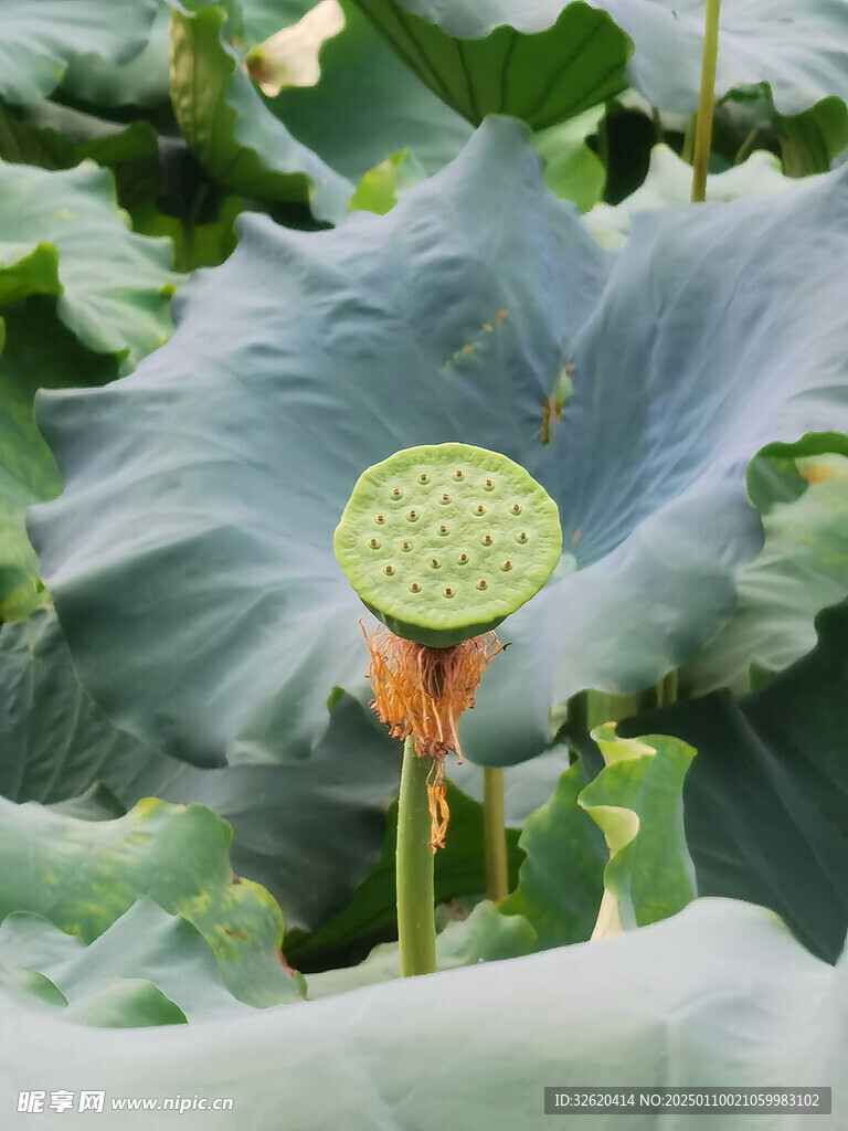 荷叶