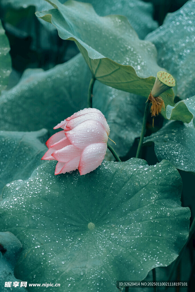 荷花 荷叶