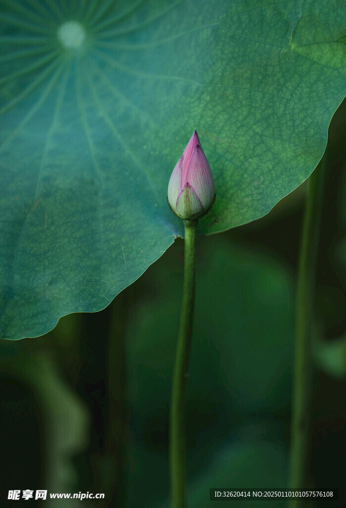 荷花 荷叶