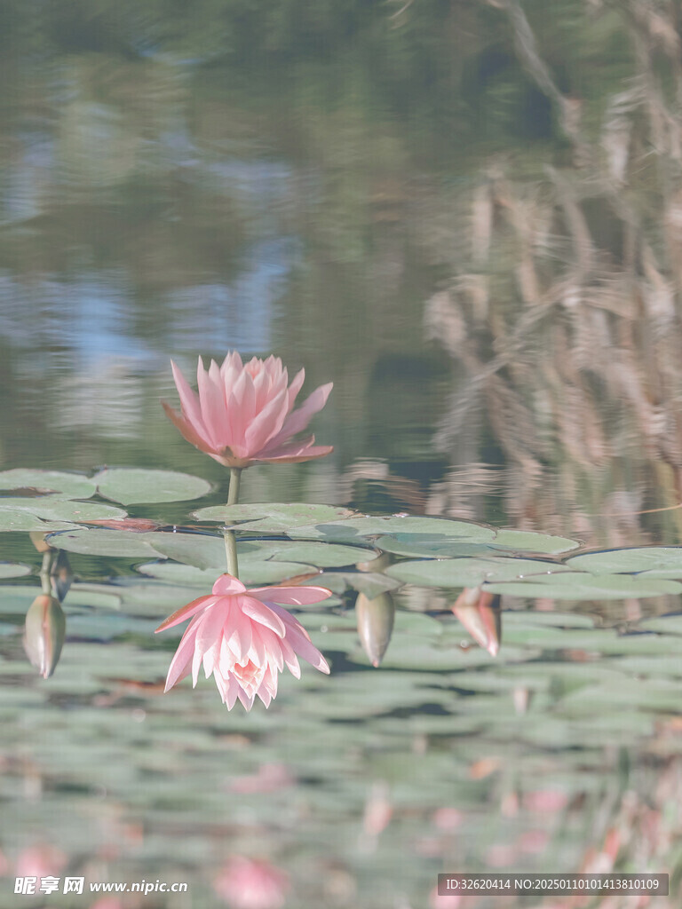 荷花 荷叶