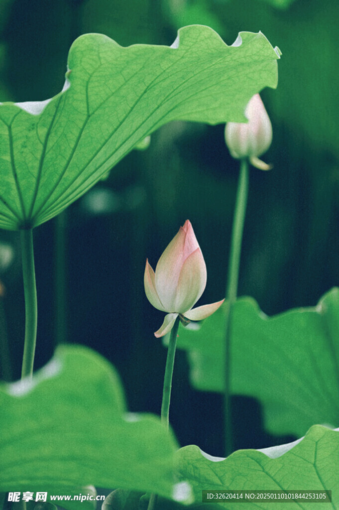 荷花 荷叶