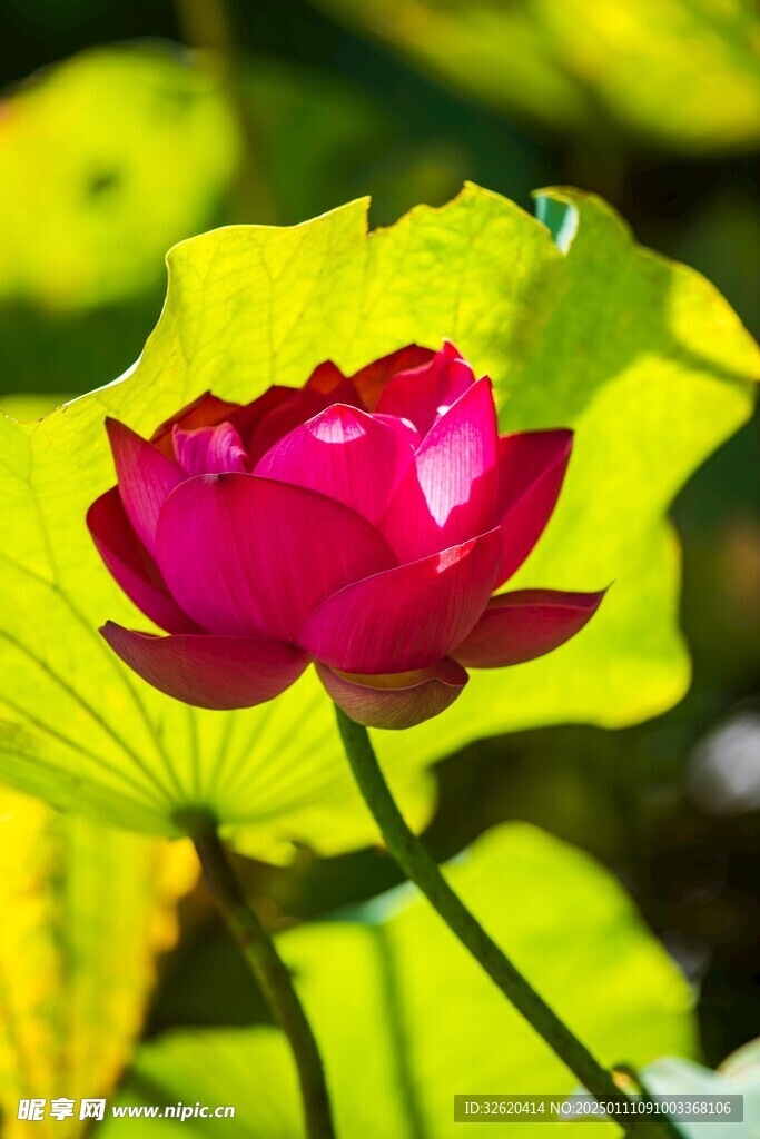 荷花