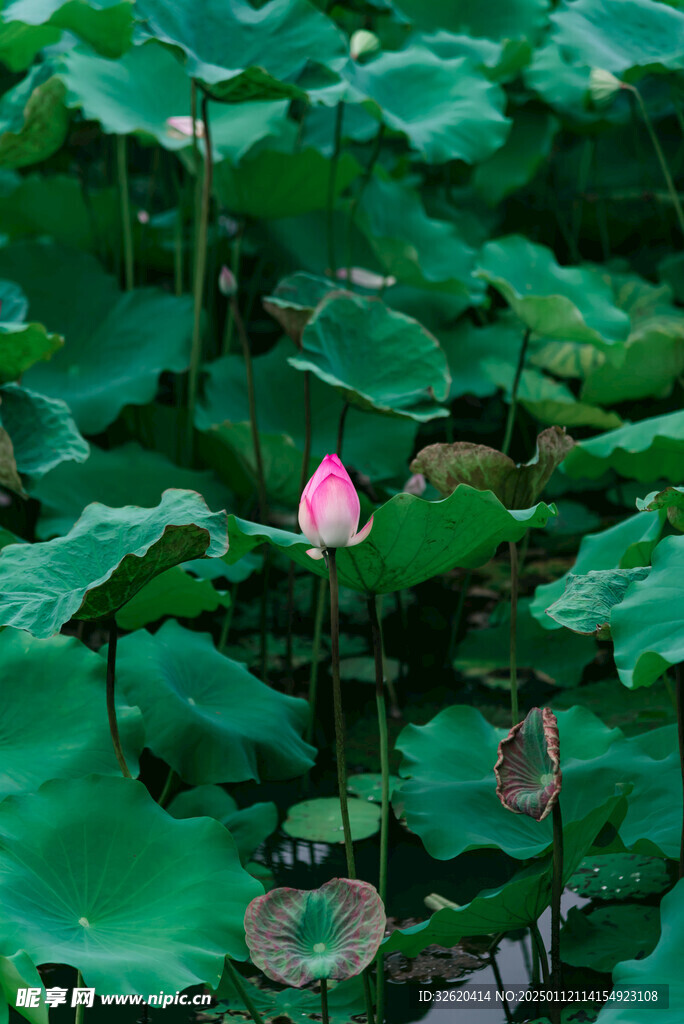 荷花 荷叶