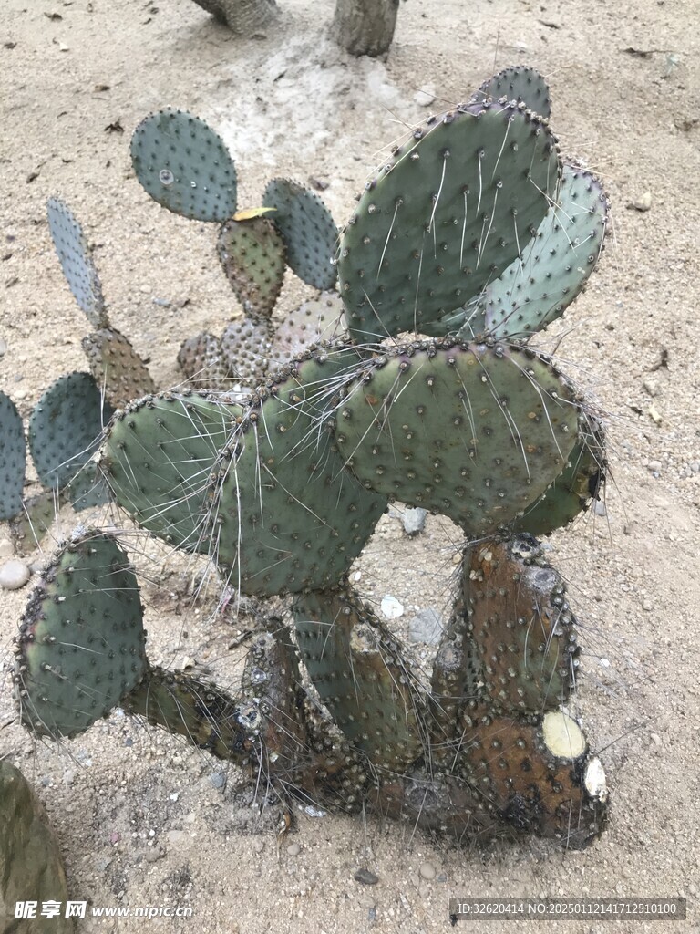 仙人掌