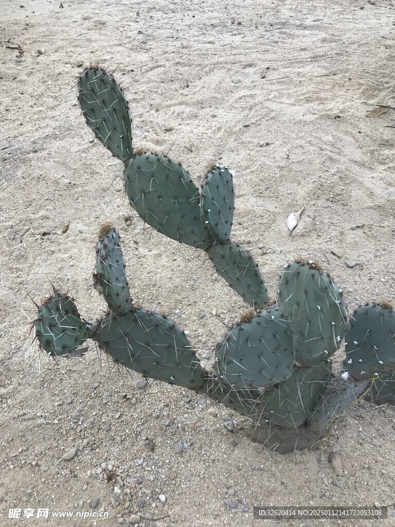 仙人掌
