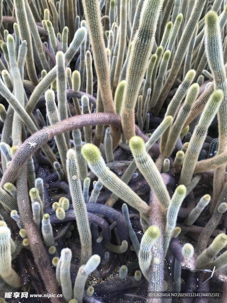 仙人掌
