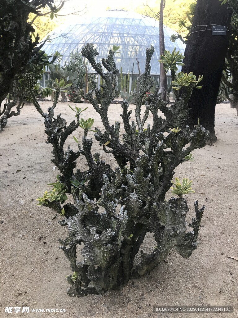 仙人掌