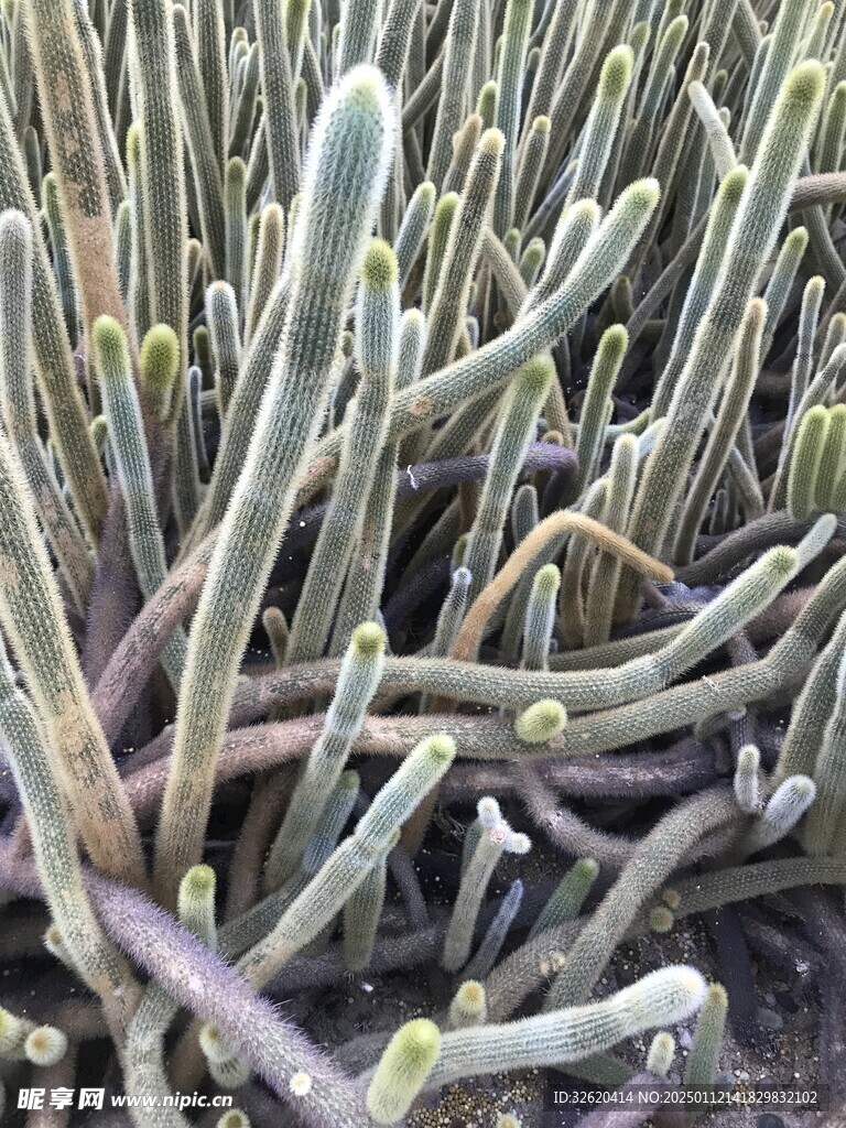 仙人掌 
