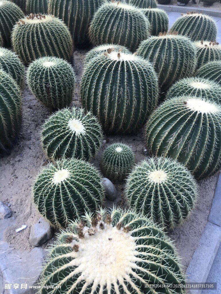 仙人掌 仙人球