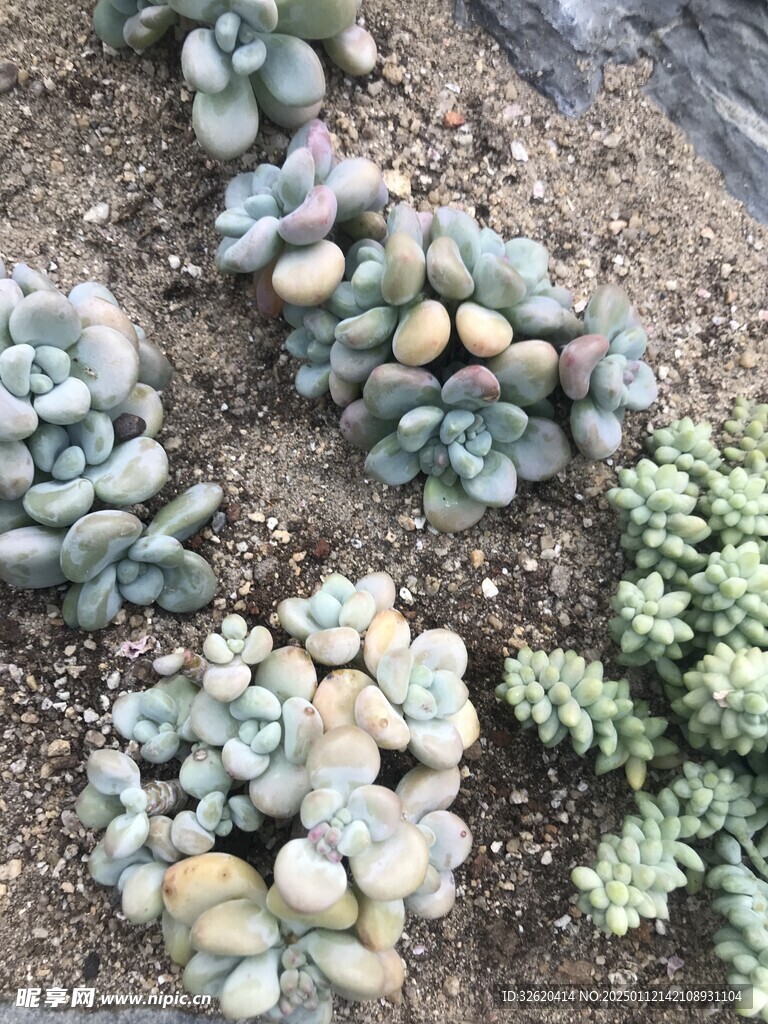 多肉