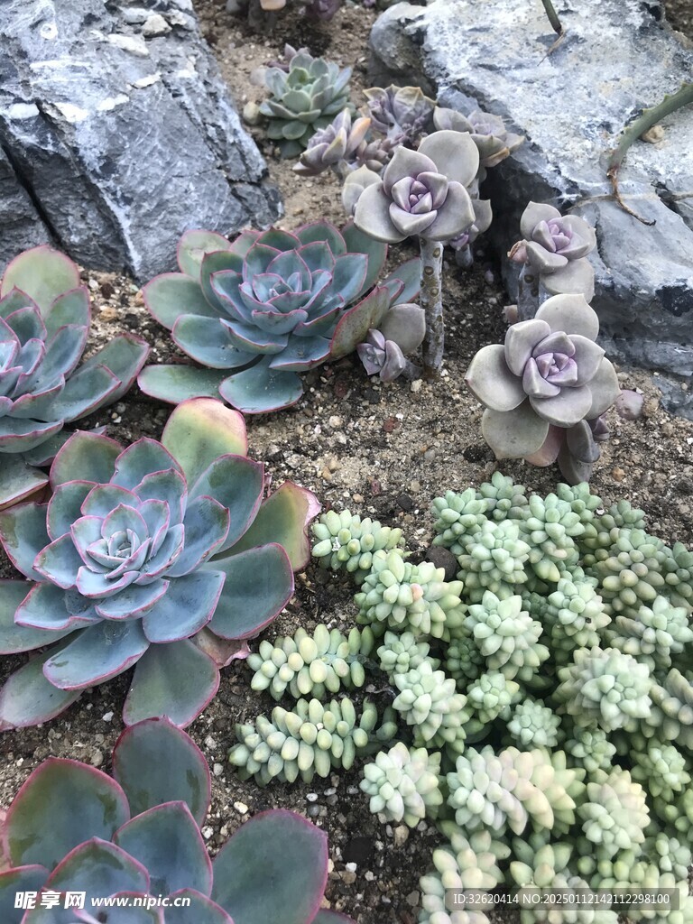 多肉