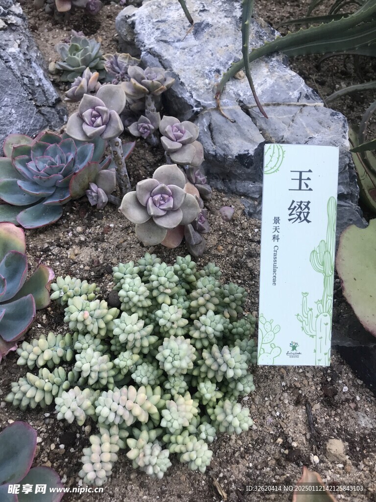 多肉