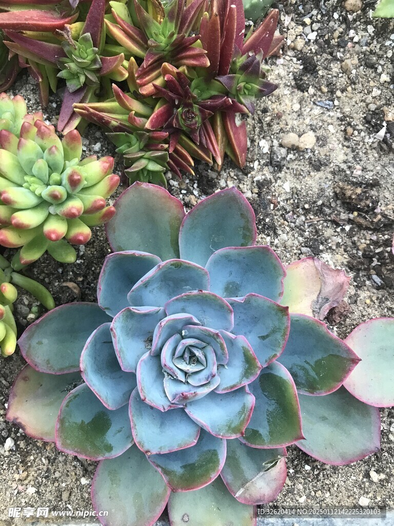 多肉