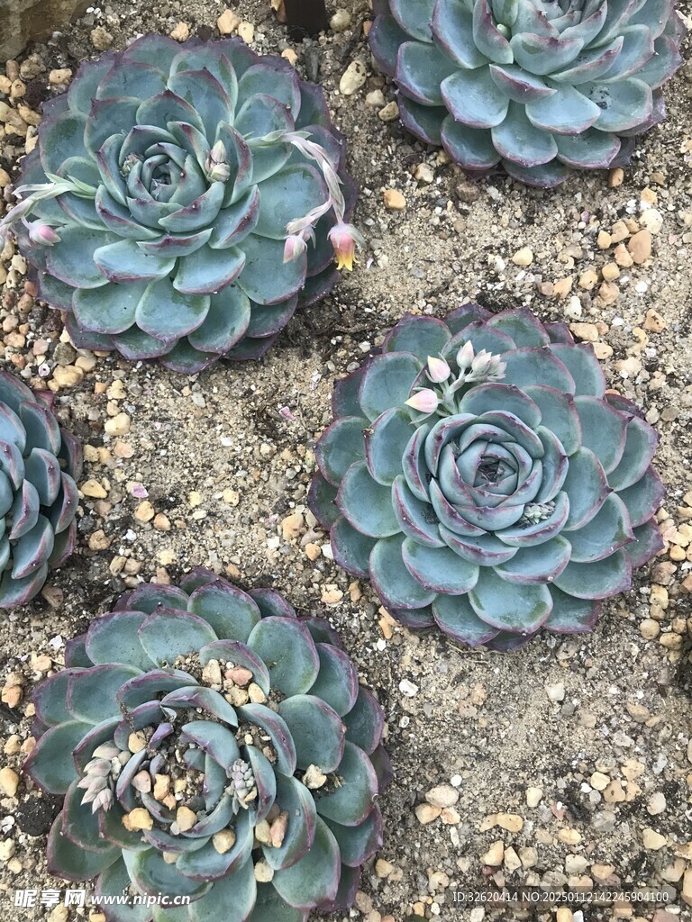 多肉