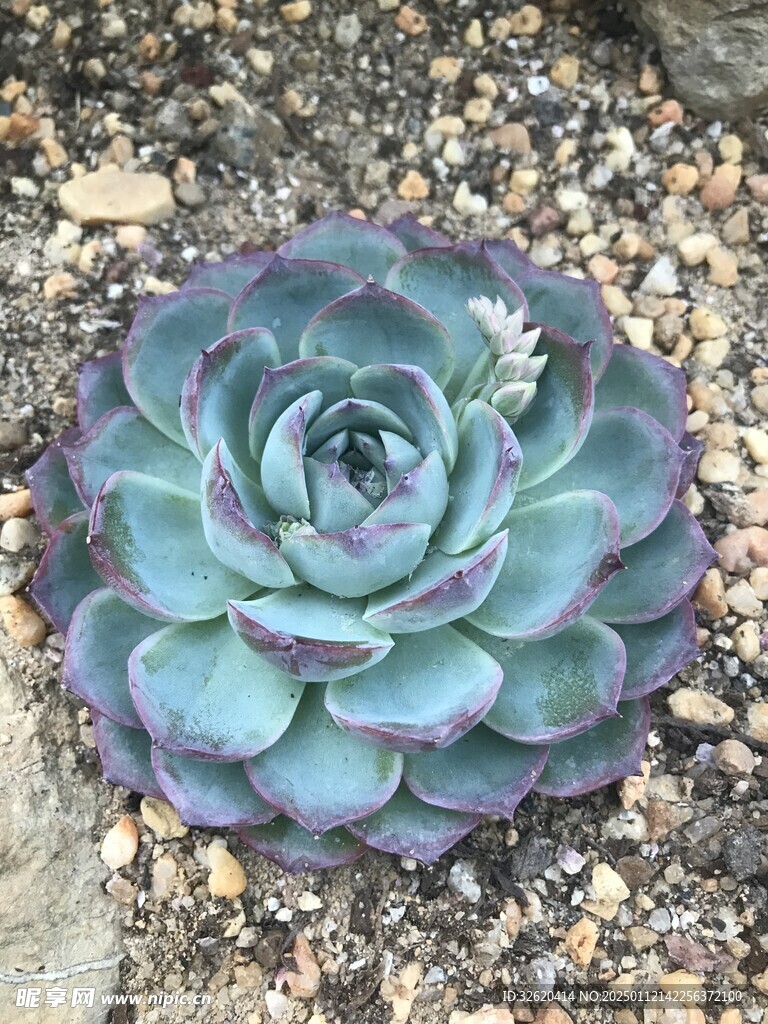 多肉