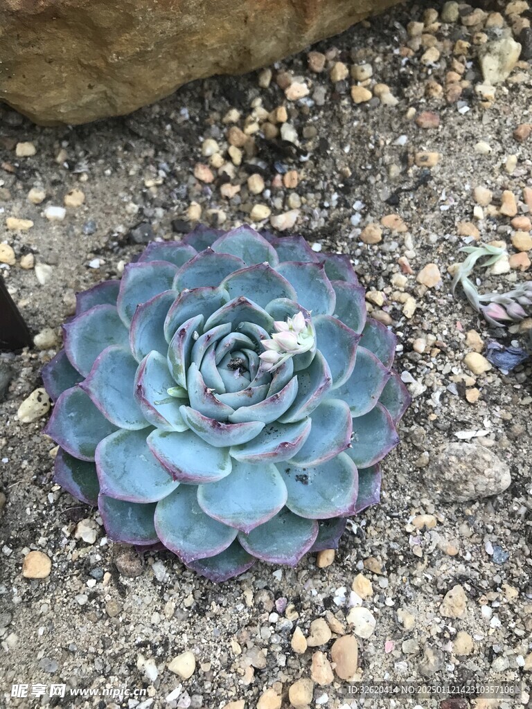 多肉