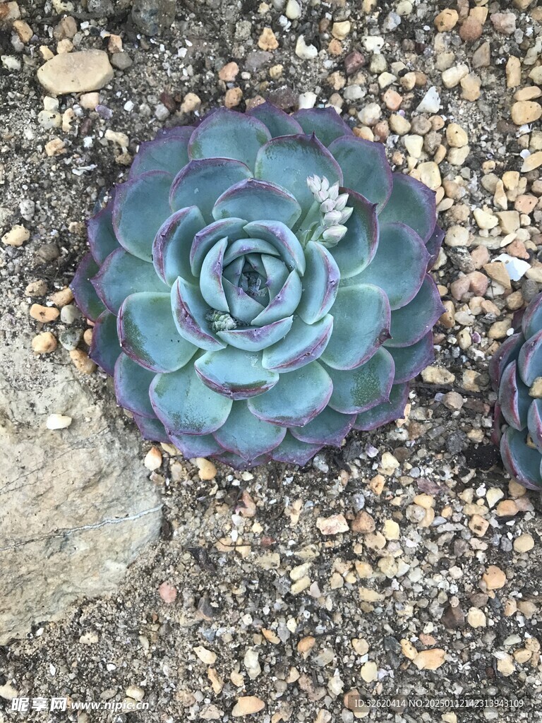 多肉